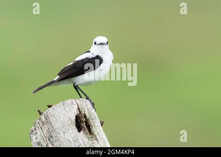 Pied Water Tyrann, Fluvicola pica, Single adult hocked on post, Trinidad, Trinidad und Tobago, 25. Juli 2006 Stockfoto