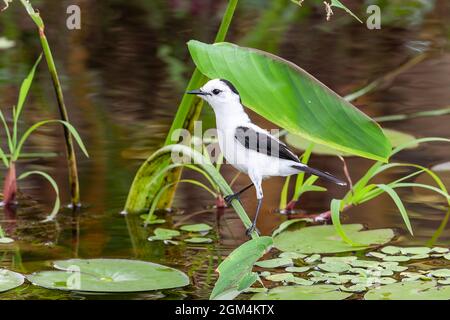 Pied Water Tyrant, Fluvicola pica, Single adult thront auf Vegetation in der Nähe von Wasser, Trinidad, Trinidad und Tobago, 25. Juli 2006 Stockfoto