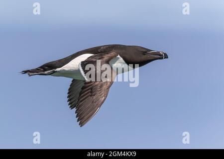 razorbill, Alca torda, Single Bird in Flight, Farne Isles, Northumberland, Großbritannien Stockfoto