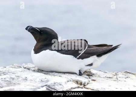 razorbill, Alca torda, ein einziger Vogel, der auf einem Felsvorsprung ruht, Farne Isles, Northumberland, Großbritannien Stockfoto