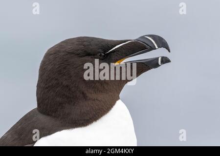 razorbill, Alca torda, Nahaufnahme des Kopfes eines einzelnen Vogels, Farne Isles, Northumberland, Großbritannien Stockfoto