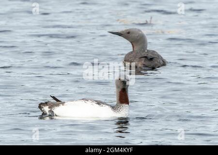 Rotkehlloon, Gavia stellata, Erwachsene in Zuchtgefieder, die auf dem Wasser schwimmen, Schottland, Vereinigtes Königreich Stockfoto