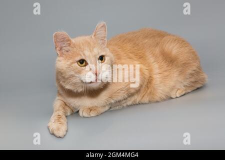 Große rote Katze liegt und sieht mit ernsten Augen, auf einem grauen Hintergrund Stockfoto