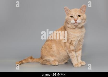 Große rote Katze sitzt und sieht mit ernsten Augen, auf einem grauen Hintergrund Stockfoto