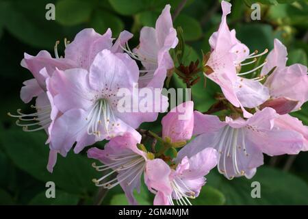 Rhododendron schlippenbachii, die königliche Azalee, ist eine Art von Rhododendron. Rosa Blüten auf grünem Hintergrund. Stockfoto