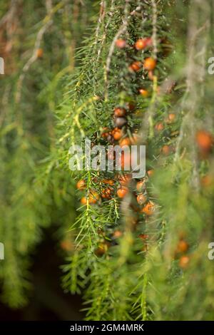 Flora von Gran Canaria - Juniperus cedrus, der Kanarische Wacholder, endemisch in Makaronesien, natürlicher floraler Hintergrund Stockfoto