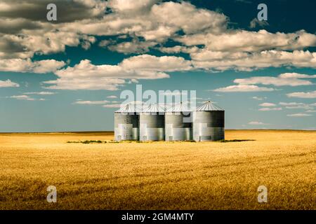 Getreidesilos, gefüllt mit Weizen auf der Alberta Prairies in Nordamerika Stockfoto