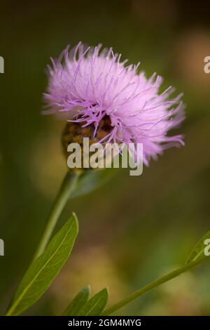 Flora von La Palma - Cheirolophus junonianus, Centaury endemisch auf der Insel, natürliche Makro-floralen Hintergrund Stockfoto