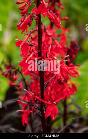 Superrote Lobelia 'Queen Victoria', Lobelia × milleri 'Queen Victoria' blühende Pflanze in Nahaufnahme Stockfoto