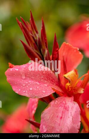 Die faszinierende Tigridia Pavonia ‘Speciosa’ blüht nach einem Regenschauer in Nahaufnahme Stockfoto