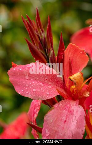 Die faszinierende Tigridia Pavonia ‘Speciosa’ blüht nach einem Regenschauer in Nahaufnahme Stockfoto