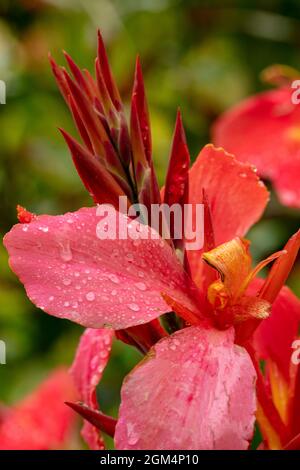 Die faszinierende Tigridia Pavonia ‘Speciosa’ blüht nach einem Regenschauer in Nahaufnahme Stockfoto