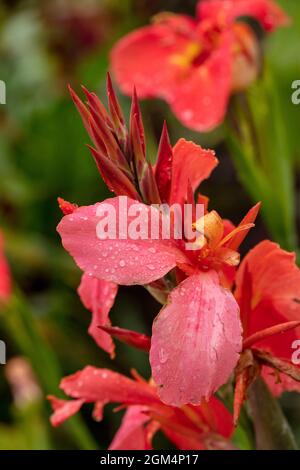 Die faszinierende Tigridia Pavonia ‘Speciosa’ blüht nach einem Regenschauer in Nahaufnahme Stockfoto