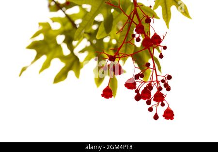 Brachychiton acerifolius, australische Flammenbaumblüten isoliert auf Weiß Stockfoto