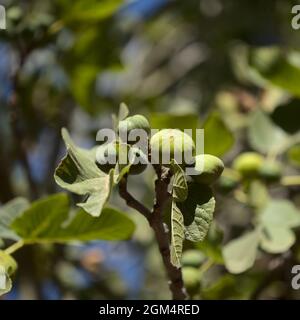 Landwirtschaft von Gran Canaria - reifende Feige natürlicher Makro-floraler Hintergrund Stockfoto
