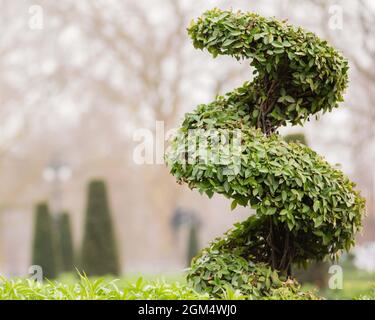 London Landschaftsgestaltung S-förmigen Busch mit verschwommenen Bäumen im Hintergrund. Stockfoto