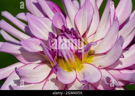 Nahaufnahme einer leuchtend rosa Dahlia-Blume Stockfoto