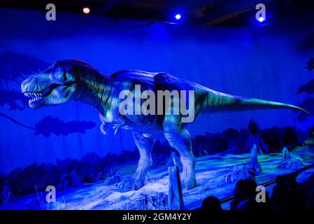 Tyrannosaurus Rex ist stolz auf das London Natural History Museum. Stockfoto