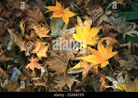 Gefallene Blätter aus japanischem Ahorn verdorrten Stockfoto