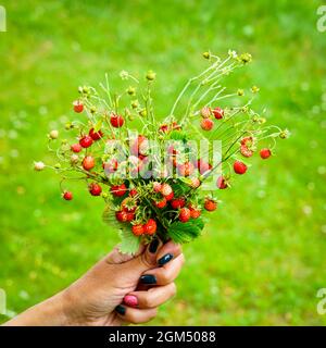 Ein paar frische Erdbeeren mit Blättern in der Hand einer Frau auf grünem Hintergrund Stockfoto