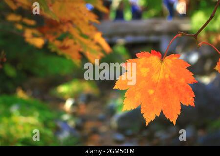 Ein einzelnes Blatt Ahornblatt namens Acer japonicum in orange gefärbt Stockfoto