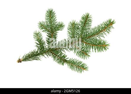 Fichtenzweig isoliert auf weißem Hintergrund. Tannenzweig. Fichtenzweig. Weihnachtstanne. Stockfoto