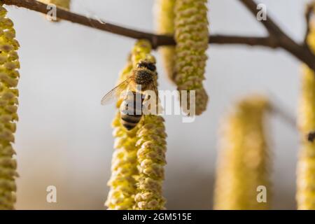 Eine Honigbiene sammelt Pollen, blühende Hasel, Haselnuss, Makrofoto am Morgen, die ersten Anzeichen des Frühlings Stockfoto