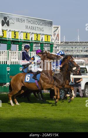 Jockeys und Pferde verlassen die Starttore beim Start eines Rennens auf der York Racecourse. Stockfoto