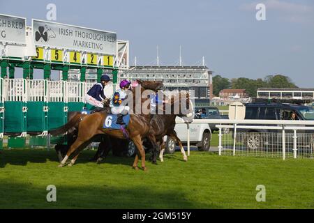 Jockeys und Pferde verlassen die Starttore beim Start eines Rennens auf der York Racecourse. Stockfoto