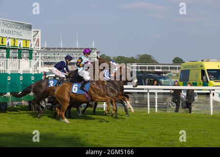 Jockeys und Pferde verlassen die Starttore beim Start eines Rennens auf der York Racecourse. Stockfoto