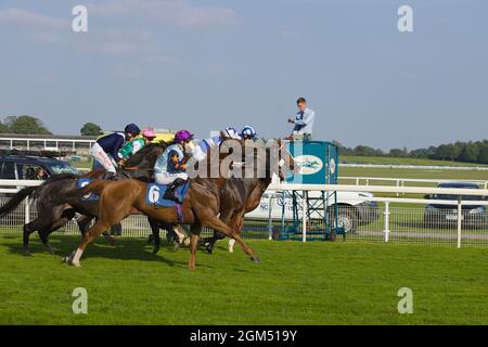 Jockeys und Pferde verlassen die Starttore beim Start eines Rennens auf der York Racecourse. Stockfoto