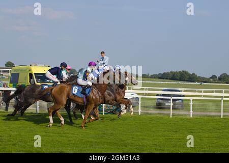 Jockeys und Pferde verlassen die Starttore beim Start eines Rennens auf der York Racecourse. Stockfoto