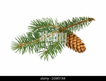 Fichtenzweig mit Zapfen isoliert auf weißem Hintergrund. Tannenzweig. Fichtenzweig. Weihnachtstanne. Stockfoto