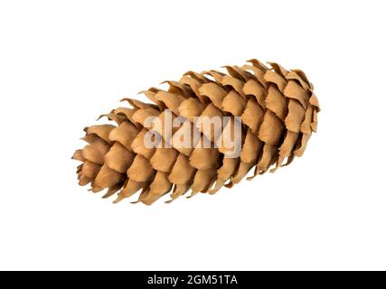 Kegel Tanne. Fichtenzapfen isoliert auf weißem Hintergrund. Kegel eines Cristmas-Baumes. Stockfoto