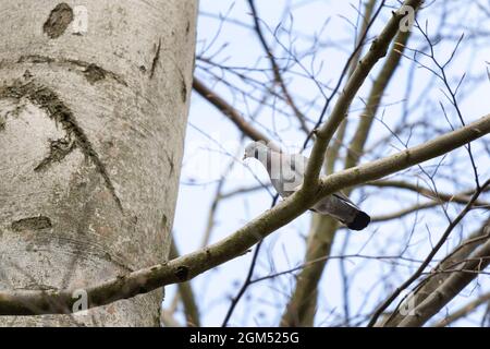 Stocktaube auf dem Ast sitzend. Taube im Wald. Europäische Tierwelt. Stockfoto