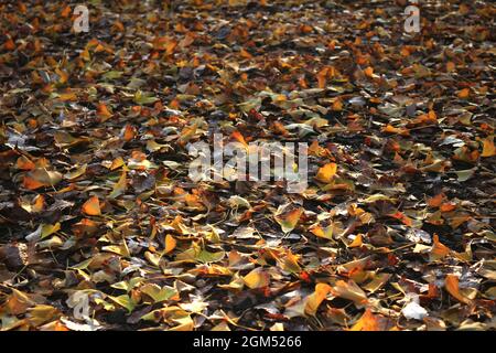 Nahaufnahme eines Teppichs aus abgefallenen Ginkgo-Blättern als Hintergrundmaterial Stockfoto