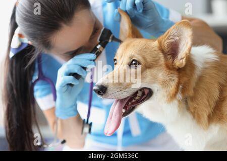 Arzt Tierarzt Untersuchung Ohr des kranken Hundes mit Otoskop in der Klinik Stockfoto