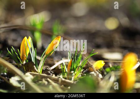 Weiße und gelbe Krokusse im Frühjahr auf dem Land. Helle Frühlingsblumen. Frische, fröhliche Pflanzen blühten. Die jungen Sprossen. Stockfoto