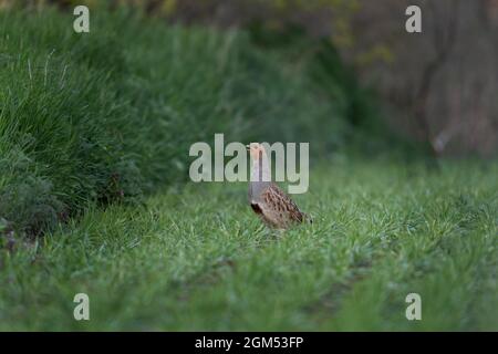 Grauer Rebhuhn-Paarungsruf. Hun auf dem Feld. Europäische Tierwelt im Frühling. Stockfoto