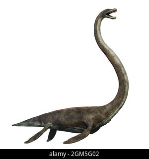 Elasmosaurus, ein Wasserreptil aus der späten Kreidezeit, eines der längsten Halstiere, die je gelebt haben, isoliert auf weißem Hintergrund, 3d Stockfoto