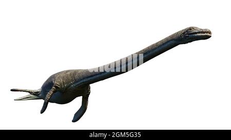 Elasmosaurus, Plesiosaurier aus der späten Kreidezeit, isoliert auf weißem Hintergrund, 3d-Darstellung der Wissenschaft Stockfoto