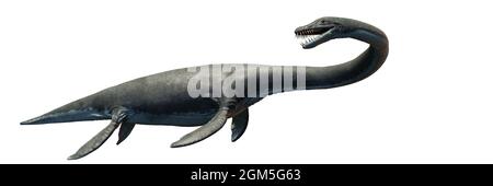 Elasmosaurus, Plesiosaurier aus der späten Kreidezeit, isoliert auf weißem Hintergrund, 3d Science Render Banner Stockfoto