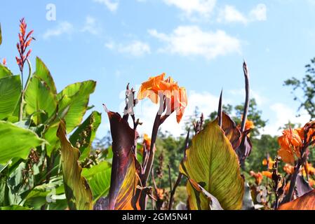 Canna blüht vor blauem Himmel Stockfoto