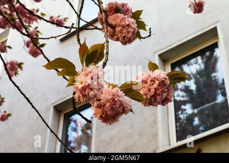 Blühende Kirschblüten in der Bonner Altstadt. Stockfoto