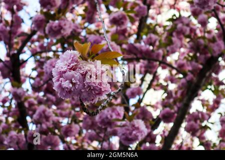 Blühende Kirschblüten in der Bonner Altstadt. Stockfoto