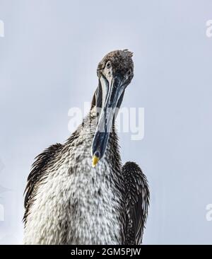 Ein frontview-Porträt eines wilden jungen Braunpelikans (Pelecanus occidentalis). Nahaufnahme. Speicherplatz kopieren. Stockfoto