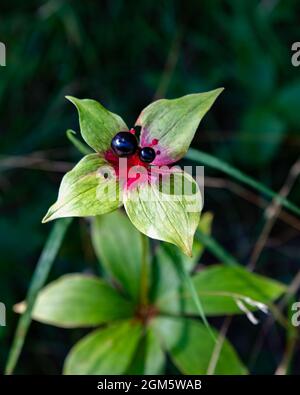 Indische Gurkenwurzel, Medeola virginiana, mit Früchten oder Beeren, die in der Wildnis der Adirondack Mountains wachsen. Stockfoto