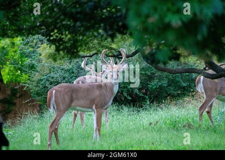 Eine Gruppe von Hirschen in einem überwucherten Vorstadthof in Pennsylvania Stockfoto