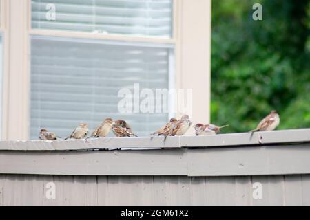 Eine Gruppe von Sparrows auf einem grauen Holzzaun in einem Hinterhof in Suburban Pennsylvania Stockfoto