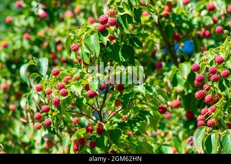 Kleine rote Stachelbeeren, die an einem leuchtend grünen koreanischen Dogwood-Baum hängen Stockfoto